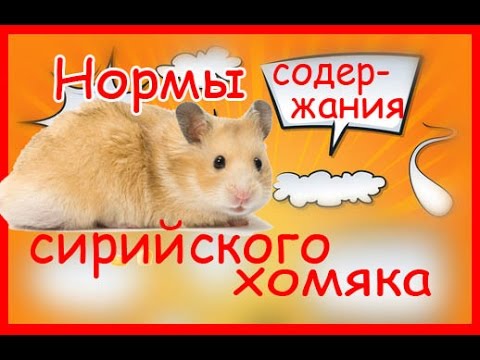 Видео: Нормы содержания сирийского хомяка