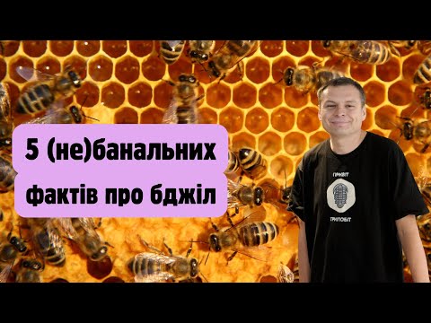 Видео: Еволюція та викопні рештки бджіл, не один вид, а 20 000, найбільша бджола на планеті