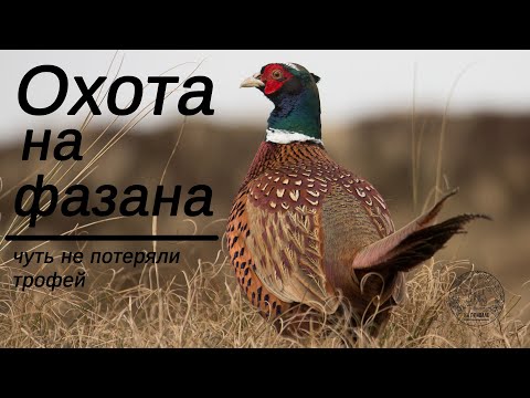 Видео: Охота на фазана. Чуть не потеряли петуха. октябрь 2021