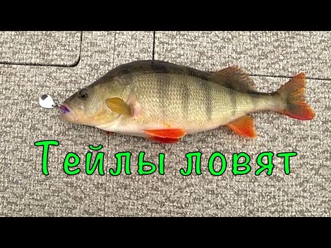 Видео: Окунь на ТЕЙЛ-СПИННЕРЫ. Где дача, там и рыба.
