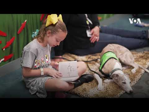 Видео: Как относятся к собакам в Америке?