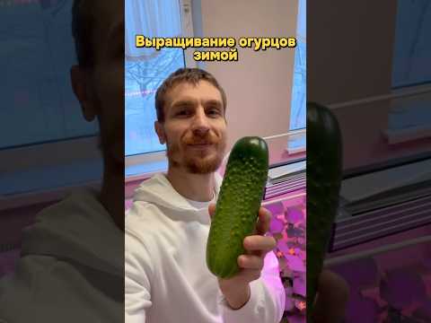 Видео: Выращивание огурцов зимой 🌱🥒