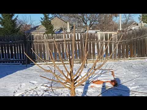 Видео: Обрезка и формировка  шелковицы