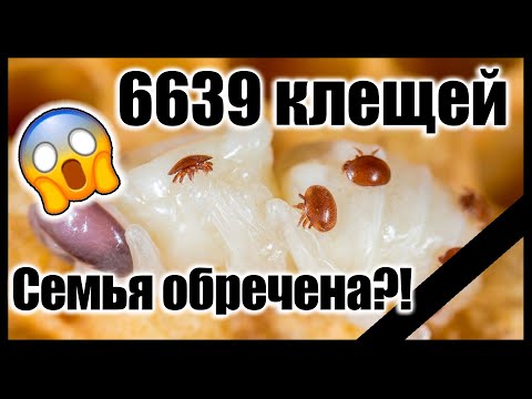 Видео: Термообработка пчел или химия? Борьба с клещом Варроа на нашей пасеке.