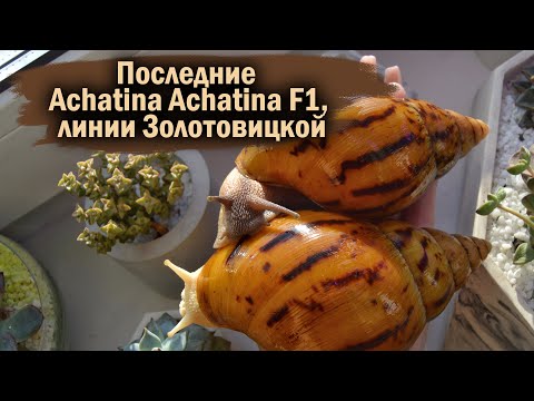 Видео: РАСПАКОВКА ПОСЫЛОК С УЛИТКАМИ | КАК ОТПРАВЛЯЮТ УЛИТОК ЗИМОЙ?