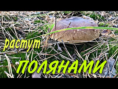 Видео: Полянами растут белые грибы, польские и маслята.