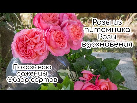 Видео: Розы из питомника Розы вдохновения. 16 сортов