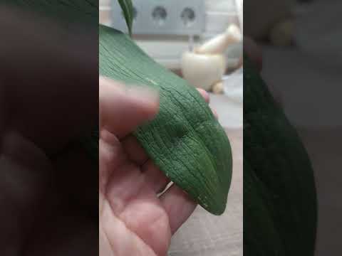Видео: Сага о корнях