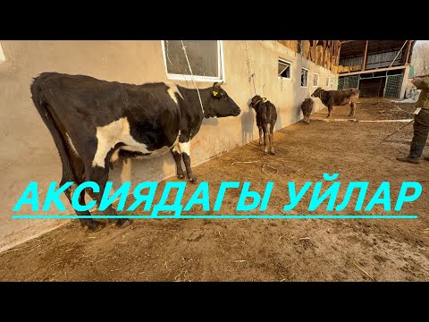 Видео: 4 баш бооз саан суттуу арзан музоолуу уйлар сатылат 0990489002
