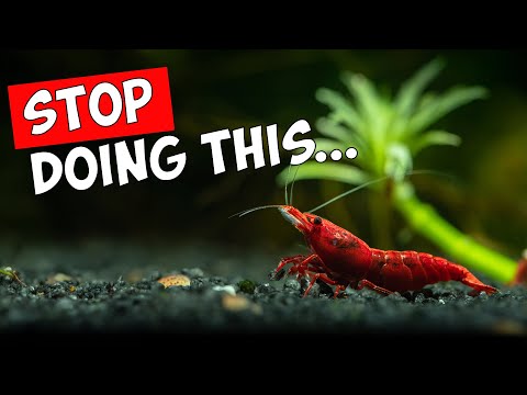 Видео: Эти ошибки погубят ваши креветки! ☠️🦐