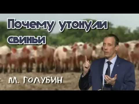 Видео: Почему утонули свиньи (М. Голубин) @sinee_nebo