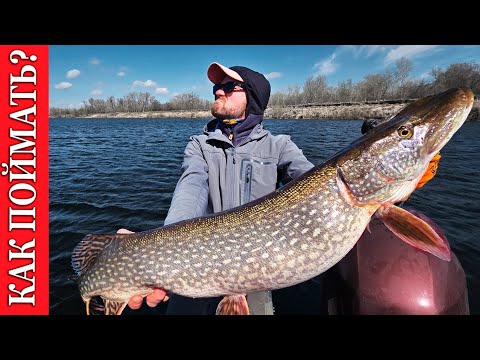 Видео: КАК ПОЙМАТЬ ХИЩНИКА? С ЭХОЛОТОМ И БЕЗ