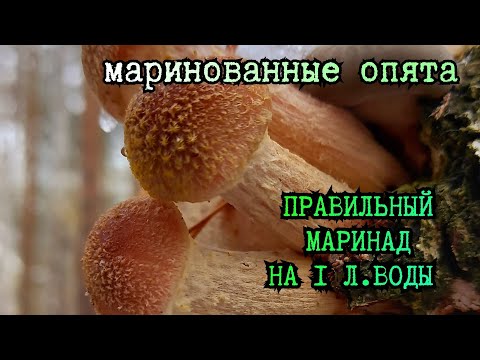 Видео: Маринованные опята! Маринад на 1 л.воды, честный и вкусный рецепт! #Маринованныеопята