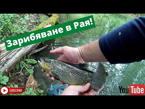 Видео: Зарибяване в Рая!
