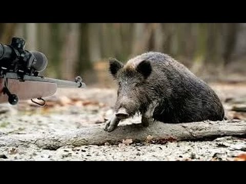 Видео: Охота на кабана  - МАССОВЫЙ ОТСТРЕЛ, ПОЧЕМУ ЖЕ СТОЛЬКО СРАЗУ... WILD BOAR HUNTING