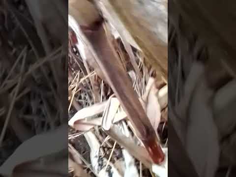 Видео: Ырка 1 часть на YouTube