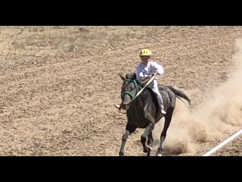 Видео: МАМАЙ ҚАРА ЖОЛ ТАЛҒАМАЙТЫН ТЕМІР ТҰЛПАР ҰТТЫ