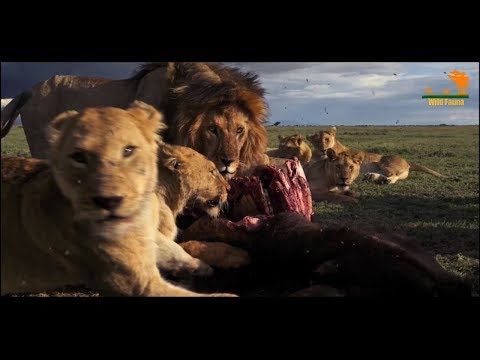 Видео: Wild Fauna / Прайд Вумби /  Lion Gangland / Жизнь Львов
