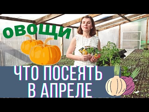 Видео: Какие овощи посеять в апреле на рассаду и в открытый грунт