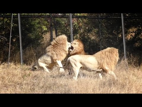 Видео: Чип и Дейл спешат на ... драку с Малышом. Львы. Тайган. Lion morning in the savannah of Taigan.