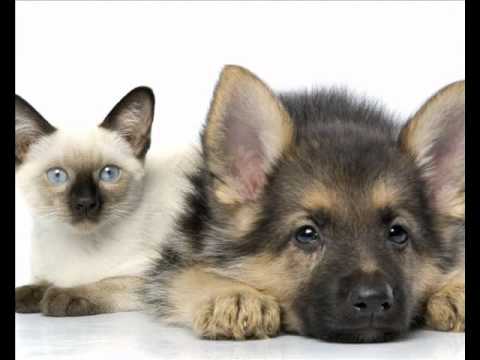 Видео: Собака бывает кусачей!