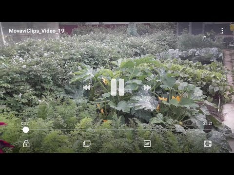 Видео: Обзор огорода в начале августа в Сибири.