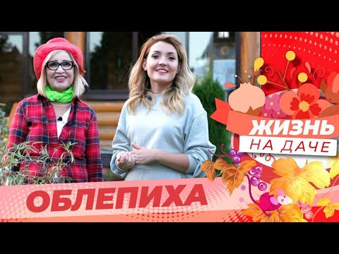 Видео: Облепиха. Лучший способ получить шикарный урожай!