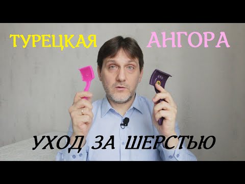 Видео: ТУРЕЦКАЯ АНГОРА / ОСОБЕННОСТИ УХОДА ЗА ШЕРСТЬЮ / КАК РАСЧЁСЫВАТЬ И ЧЕМ МЫТЬ АНГОРСКУЮ КОШКУ- ШАМПУНЬ