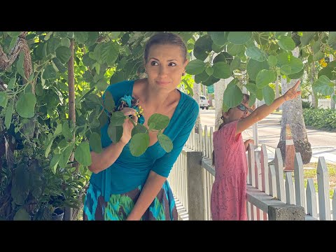 Видео: Chloe Nomade и Chloe Nomade Jasmin Natural. Что покидает мое сердце.