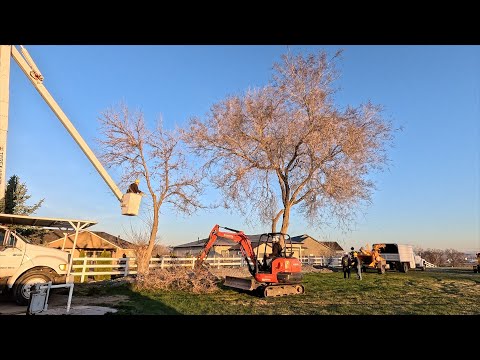 Видео: Удаление вяза, новый пень у пруда и перемещение дерева гледичии! 🌲🌿🌳 // Garden Answer