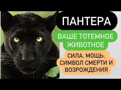 Видео: ПАНТЕРА- ваше тотемное животное# сила, мощь, символ познания темноты, символ смерти и возрождения#