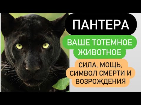 Видео: ПАНТЕРА- ваше тотемное животное# сила, мощь, символ познания темноты, символ смерти и возрождения#