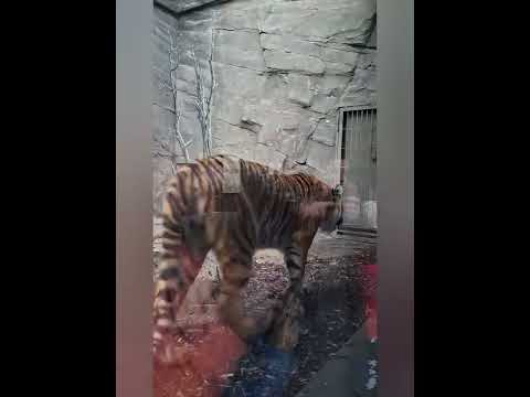 Видео: Берлинский зоопарк Berlin Zoo