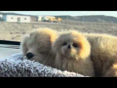 Видео: Өзбекстан. Қазақ қандастар. Жыңғылдыда завод.қытаилар.