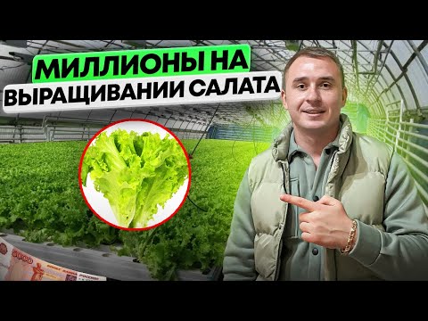 Видео: Выращивание салата в теплице. Зелень на гидропонике