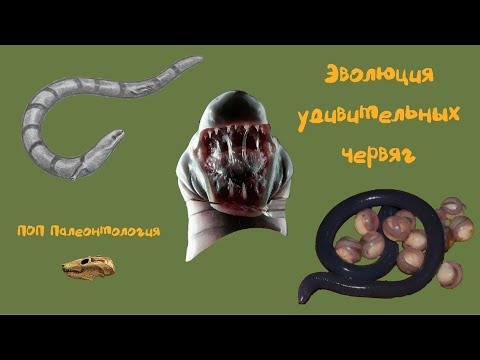 Видео: Эволюция удивительных червяг. ПОП Палеонтология