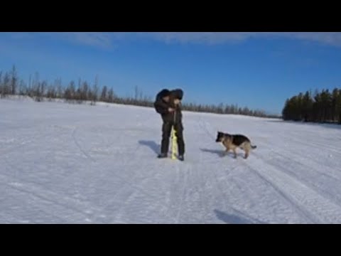 Видео: Щука на жерлицы в апреле. Шуруповерт  DeWalt DCD996 с ледобуром Айсберг 160R