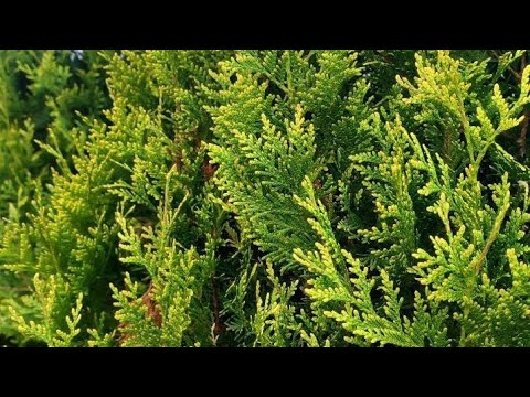 Видео: Сказ о Северном белом кедре или о Туе западной