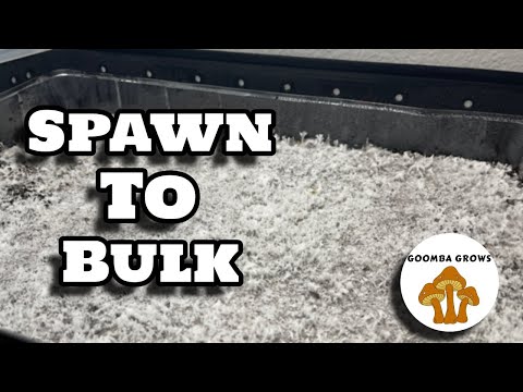 Видео: Как вырастить зерно в субстрате