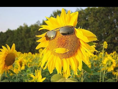 Видео: Літо*** Summertime