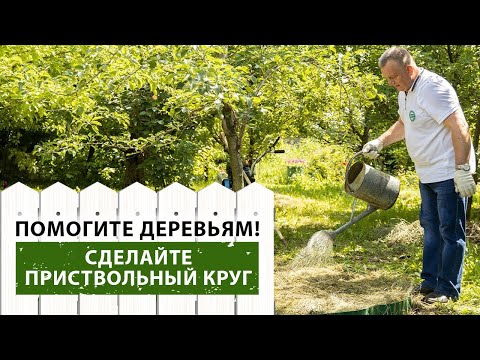 Видео: Лучшее решение для вашего сада: приствольные круги под деревьями!