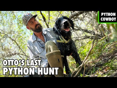 Видео: Последняя охота Отто на питона — пионера охоты на питонов во Флориде