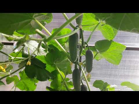 Видео: Обзор урожайных сортов огурцов в теплице!