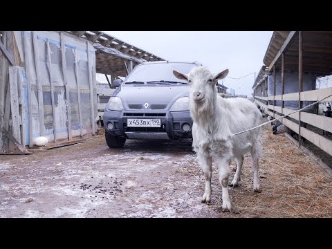 Видео: Русское сафари на Renault Scenic RX4