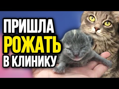 Видео: Бездомная кошка пришла рожать в дорогую ветклинику, и сутками дежурила на пороге