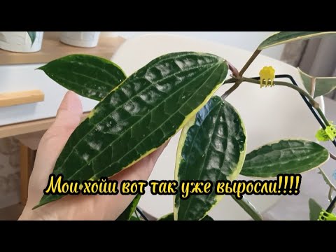 Видео: Какие же они красивые!!!         Хойя-замечательный цветок!!!