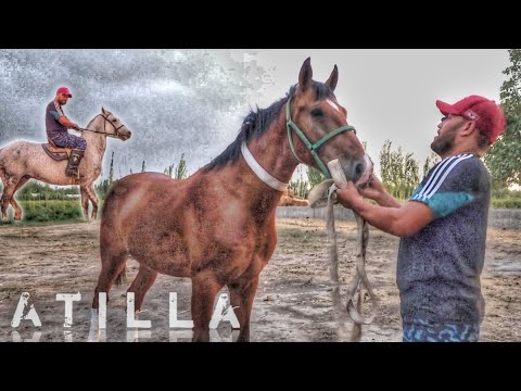 Видео: КУК ОТ НИЯЗОВЛАРДАН КЕЛДИ..АТИЛЛА ТОЙ СОТИЛАДИ.