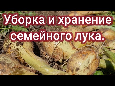 Видео: Уборка и хранение семейного лука