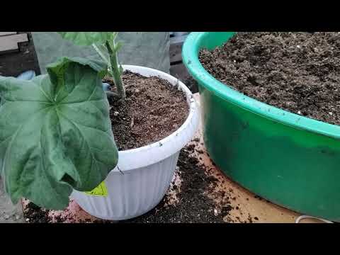 Видео: #301.Выращивание гибридной пеларгонии на примере Ю-Мерлезон 2. Увеличение объёма.Формировка.