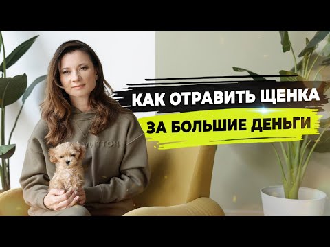 Видео: Опасные таблетки для собак. Ветеринарная ошибка: неправильный диагноз и реабилитация щенка.